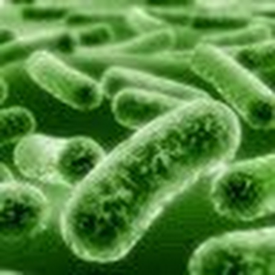 бактерии под микроскопом. патогены 12. зеленые бактерии. патоген ассоциированные молекулярные паттерны иммунология. бактерия pseudomonas aeruginosa.