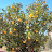 giardino giardino Avatar