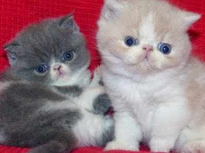 Les 100+ meilleures chat exotic shorthair elevage 289418-Chat british shorthair elevage landes