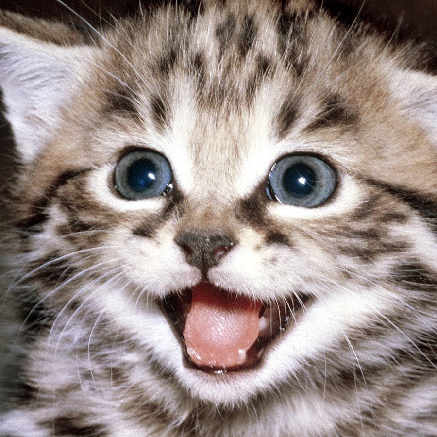 на скамейке семь котят все котята есть хотят