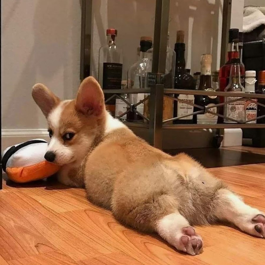 Вельш корги смешные