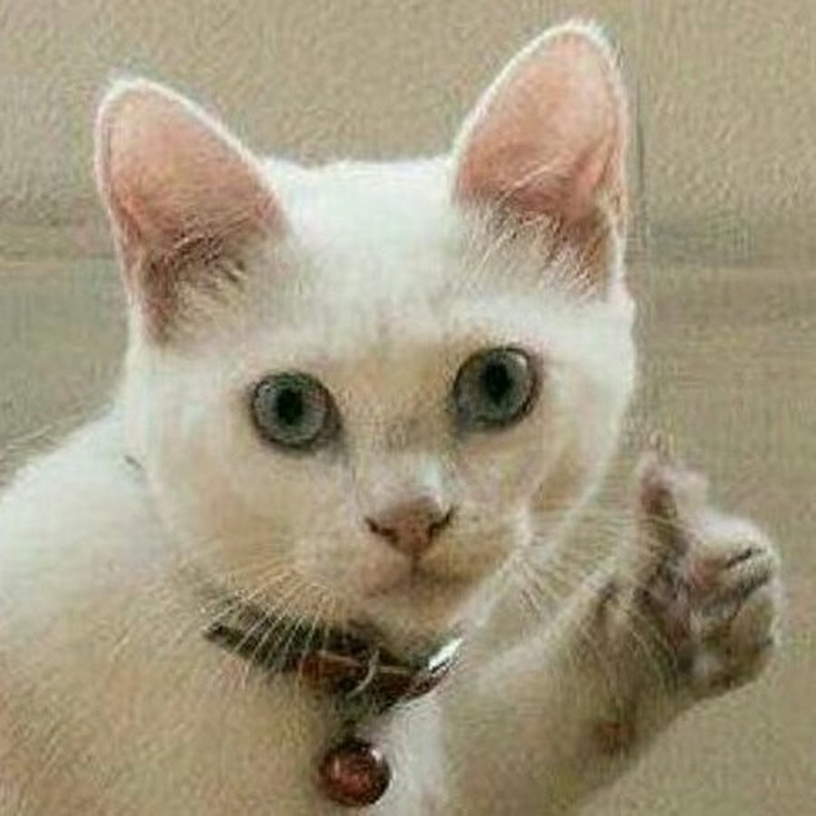 Плачущий кот с лайком