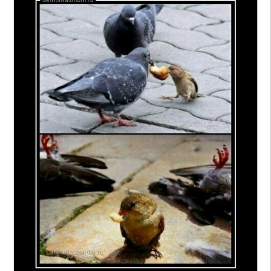 Борись до конца картинки