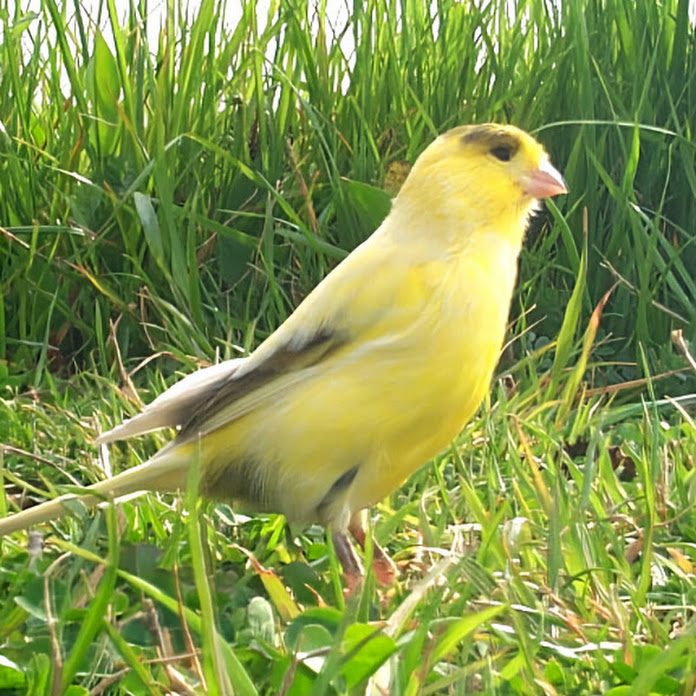 Panacealand パナシアランド Net Worth & Earnings (2026)