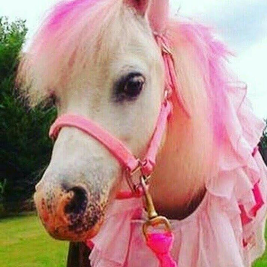 Животное с розовыми волосами. Пинк Хорс. Лошадка розовый. Розовый пони. Лошади и пони.