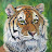 Shaz Avatar