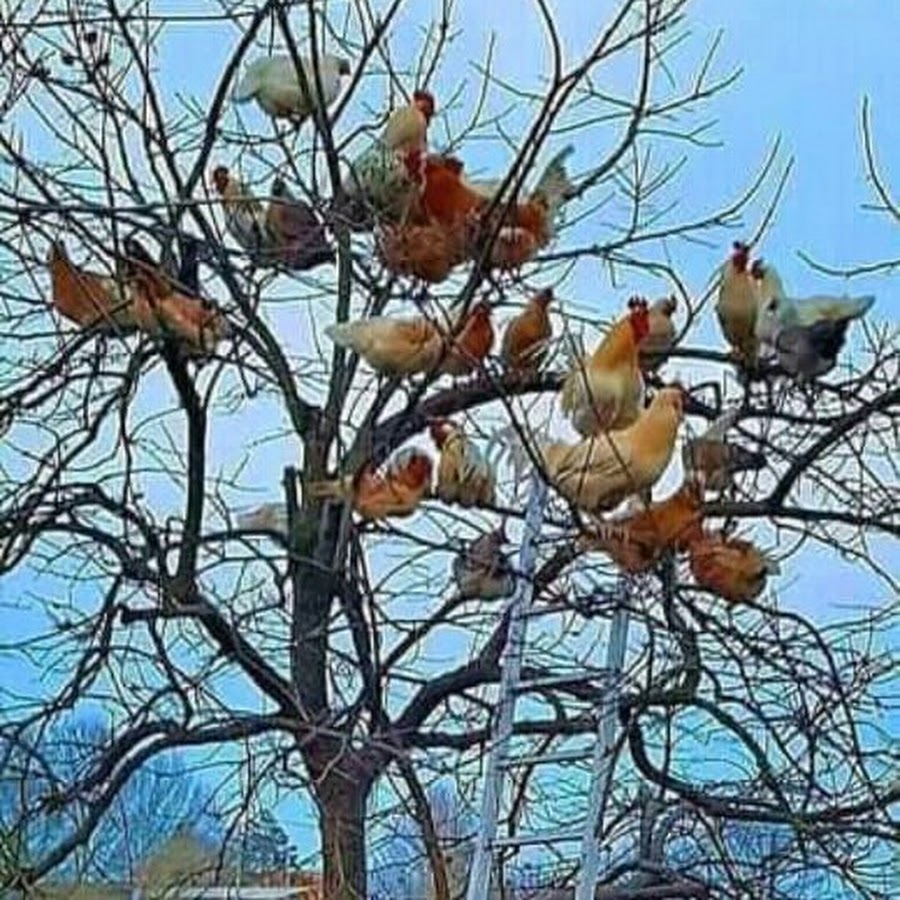 Куры на дереве