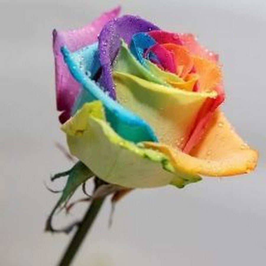 Радужные цветы