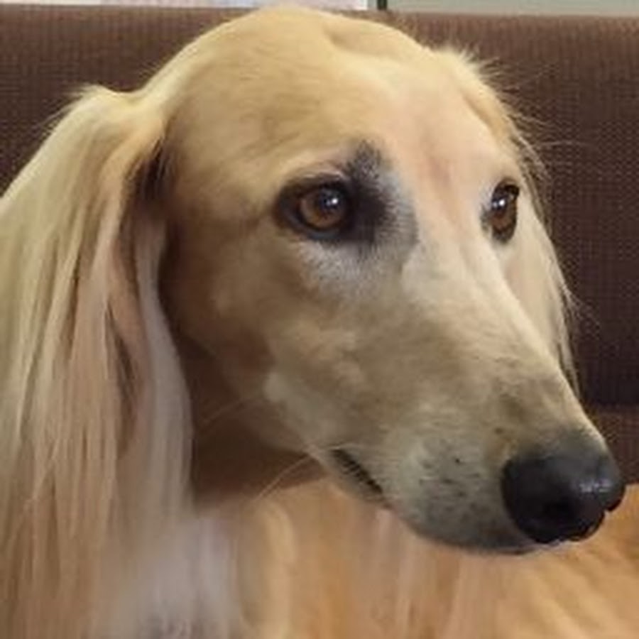 毎日サルーキ Youtube