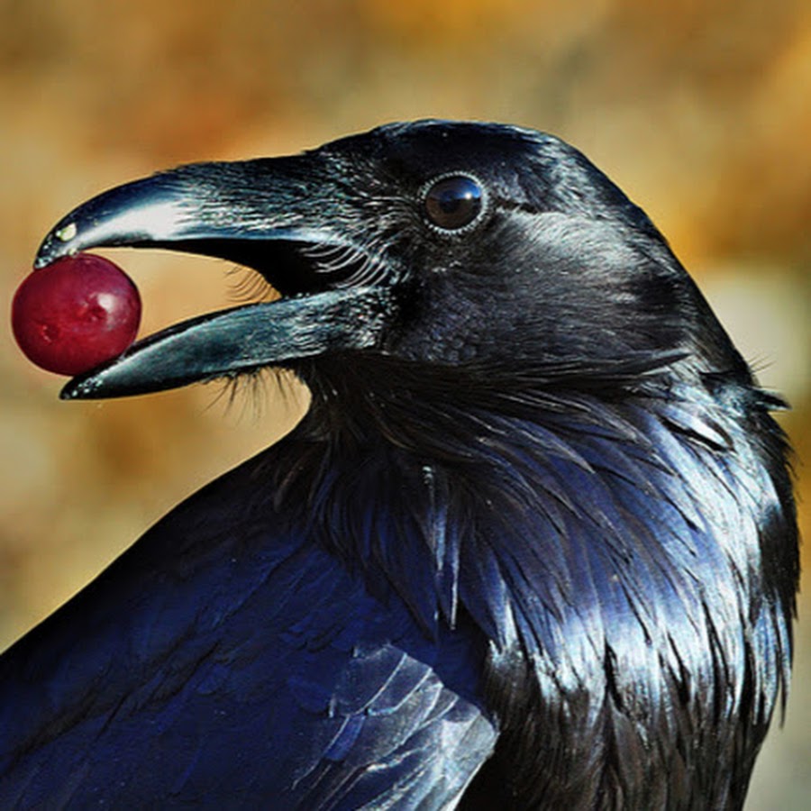 Ворон с печеньем. Кормим птиц ворона. Кормить ворона. К чему снится кормить ворону. Ворона держит в клюве.