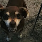Sparky Angry Dog YouTube Profile Photo