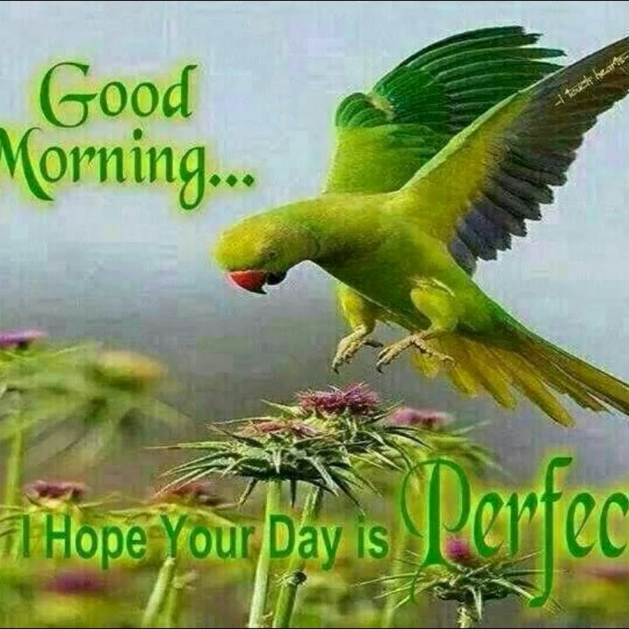 Hope your day. Good morning попугай. Parrot good morning.