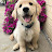 CoffeePup Avatar