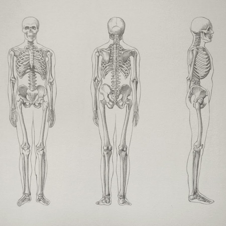 Профиль в полный рост. Скелет человека профиль и анфас. Скелет человека пластическая анатомия. Скелет человека профиль в полный рост.