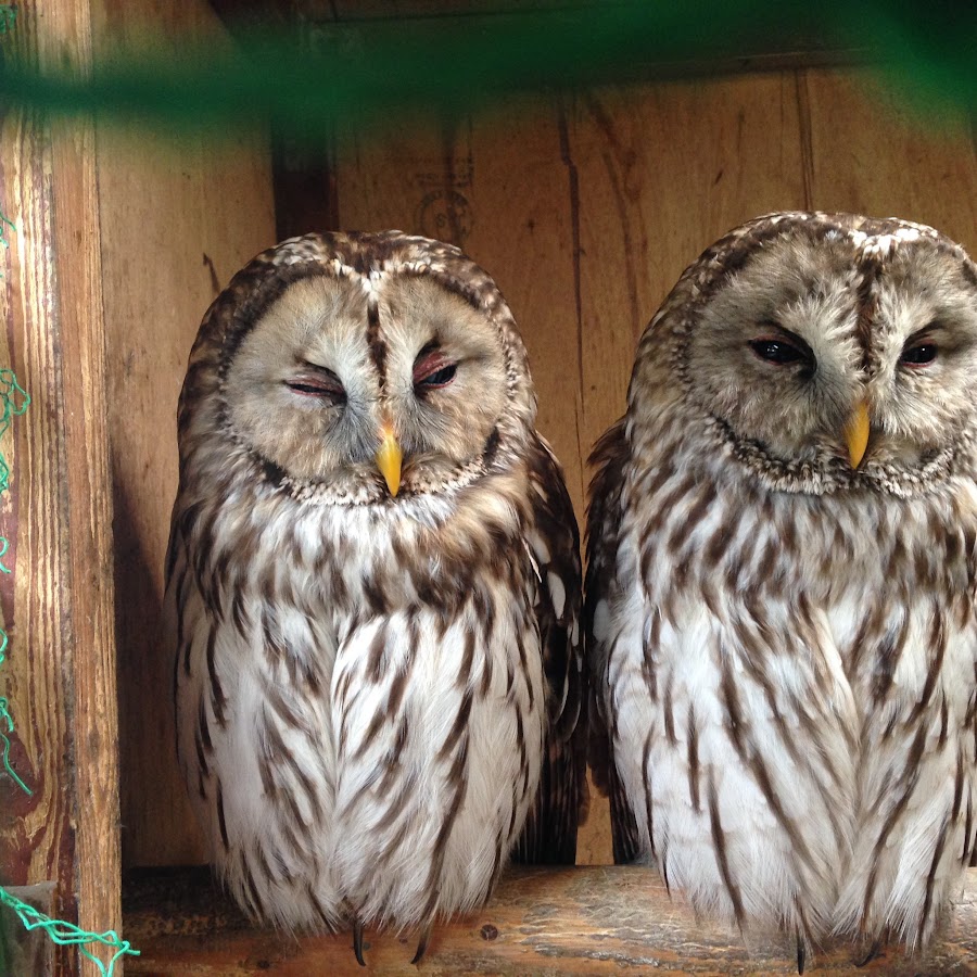 フクロウと仲間たち Youtube