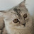 쿠떼TV Cootte Cats