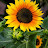 Nola Sunflower
