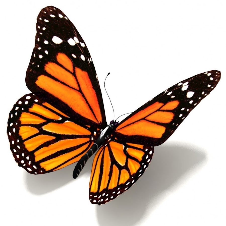 Бабочка Монарх черная