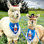 Texas Party Animals YouTube Profile Photo