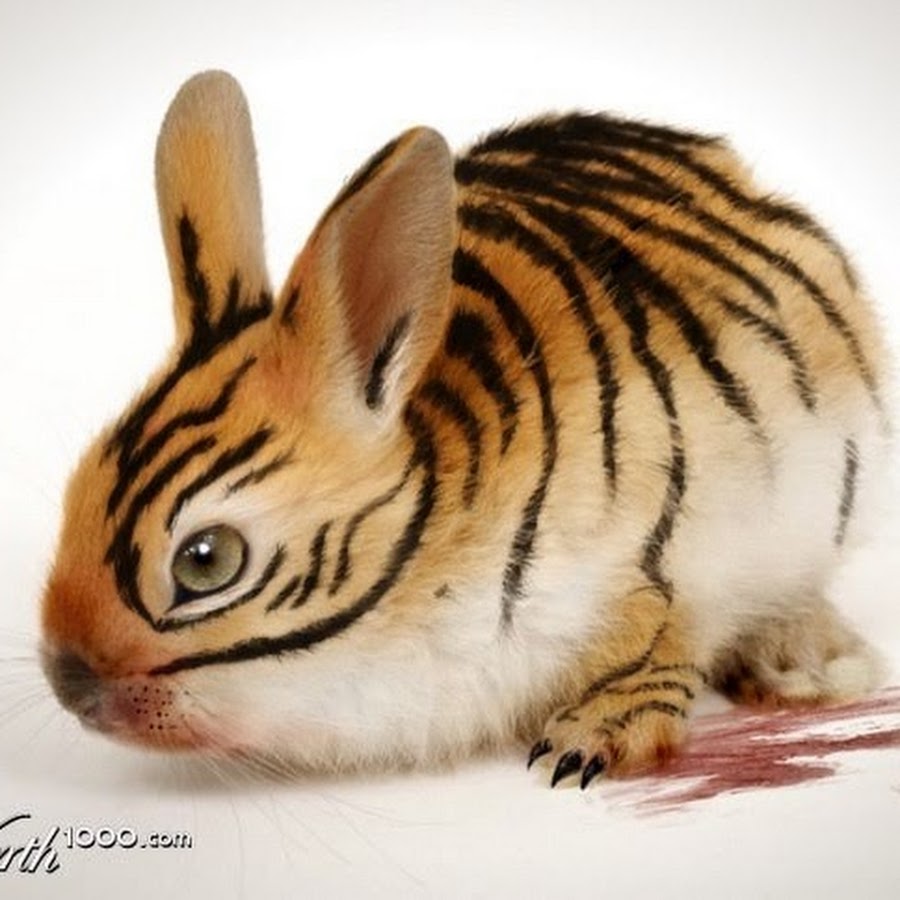 Год черного кролика 2023. Новогодний кролик. Год зайца 2023. Новогодний заяц. Кролик на прозрачном фоне.