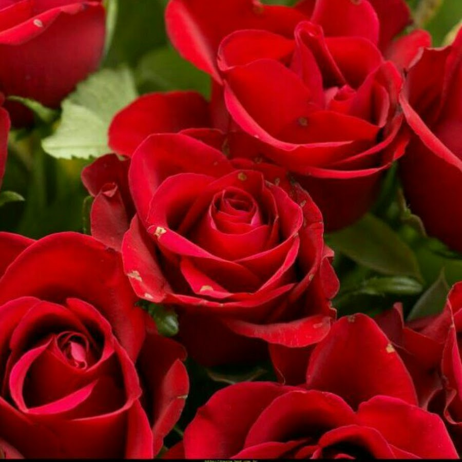 AMLnZu9G4936xbsGNapB1RRCvkdJrtazyuwnVolZAGSc=s900-c-k-c0x00ffffff-no-rj