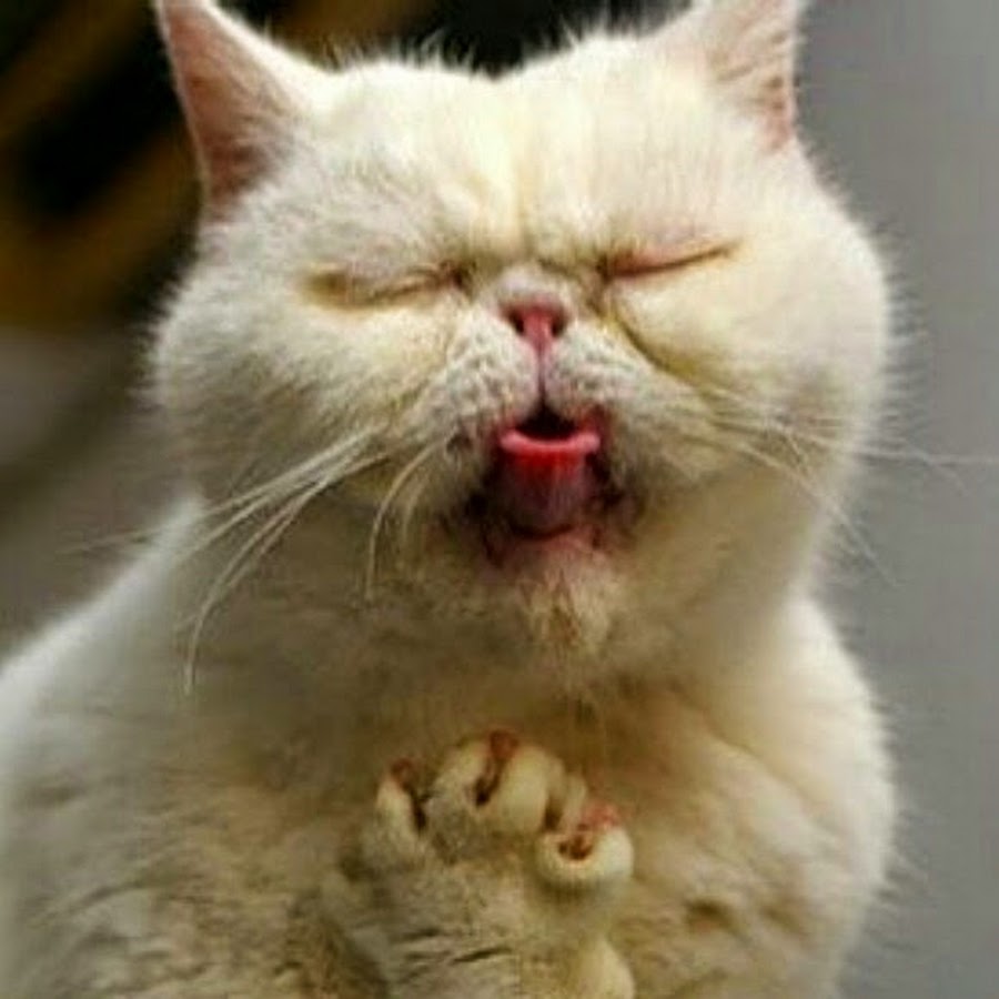 Фу боже картинка