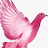 Pink Dove