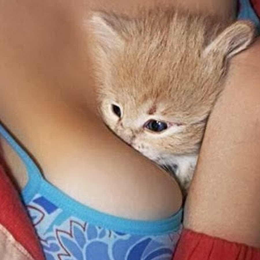 Котик на груди