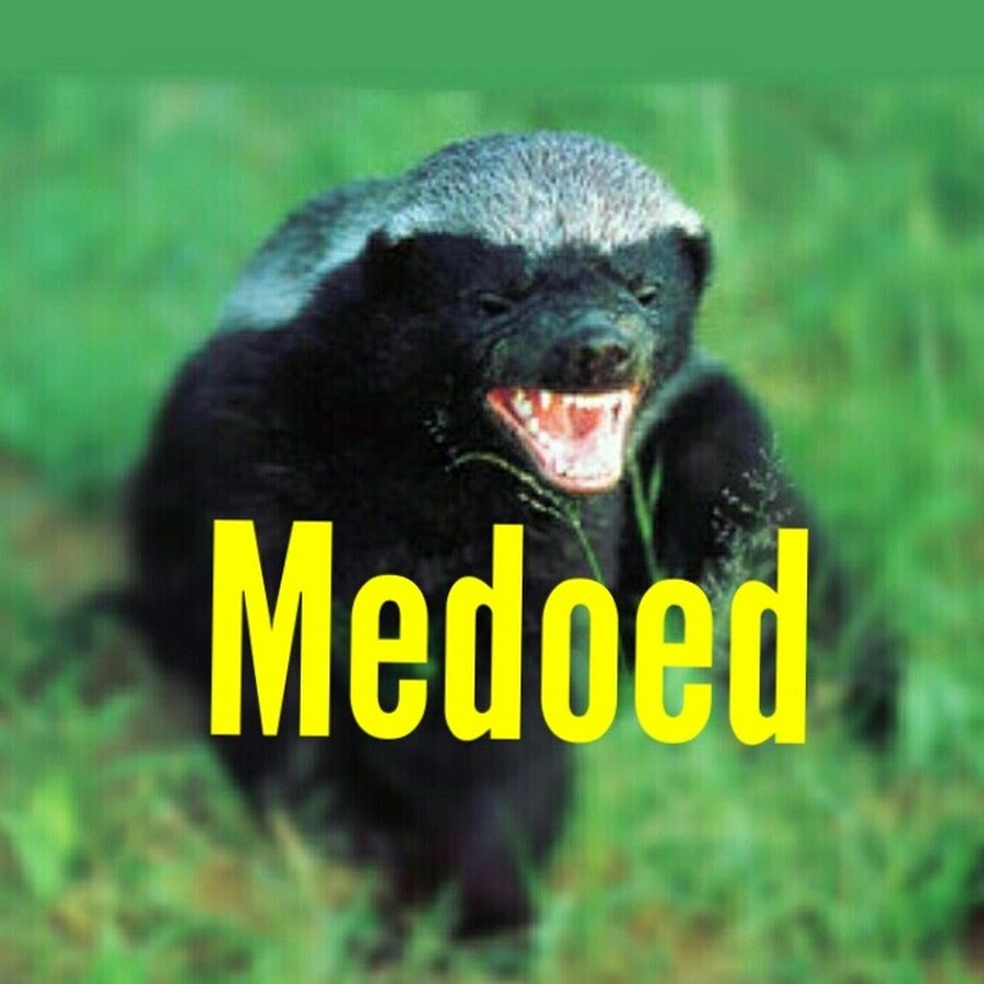 жук медоед. африканский барсук медоед. медоед охотится. медоед ютуб. Mellivora capensis.