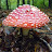 Amanita Muscaria