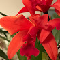 Patricia's Orchids YouTube Profile Photo
