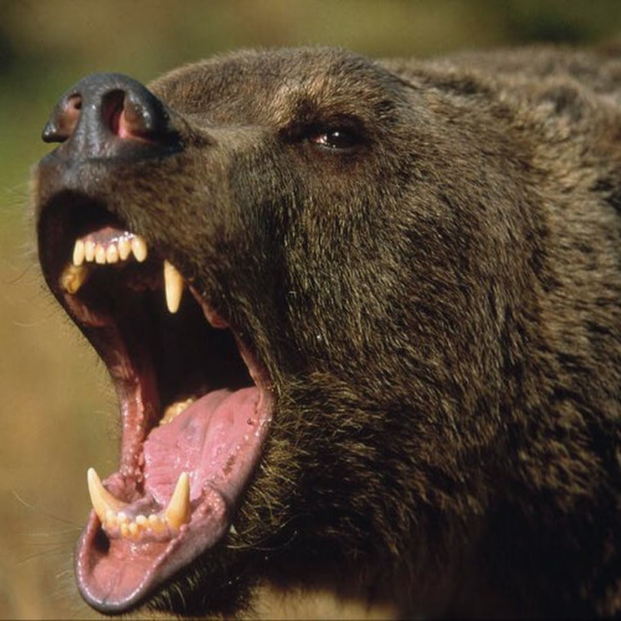Какая скорость у медведя км ч. Гризли Ursus arctos horribilis. Медведь бежит. Медведь Гризли в атаке. Медведь убегает.