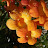 Lea Wilson Avatar
