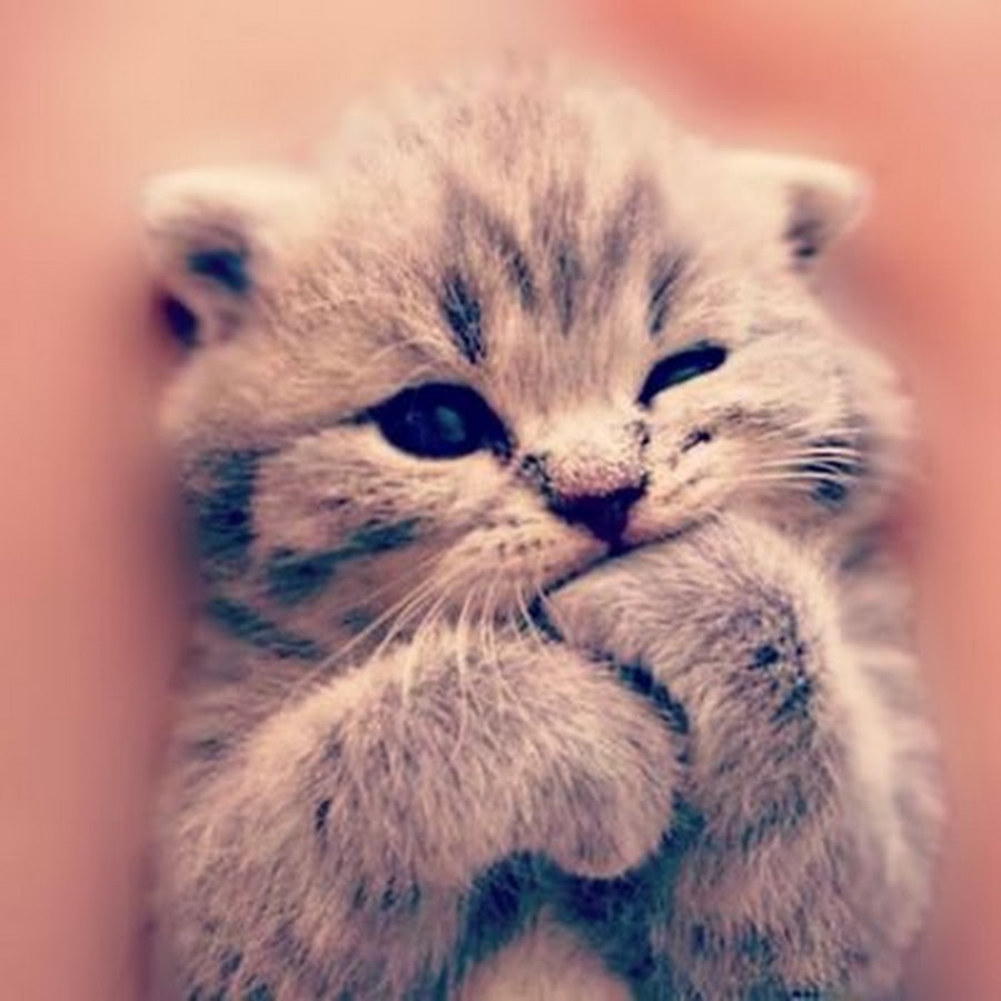 Самые милые котята на свете