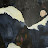 Voikdude Avatar