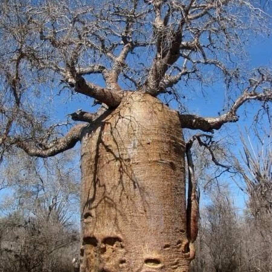Очень толстой дерево. Баобаб дерево. Баобаб и дуб. Баобаб лес. Баобаб в Танзании которому 6000 лет.