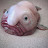Albert the Fish