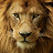David Spear Avatar