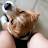 Bali The Beagle Avatar
