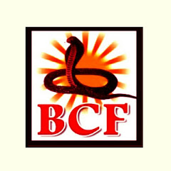 BCF Music - Bhojpuri Channel icon