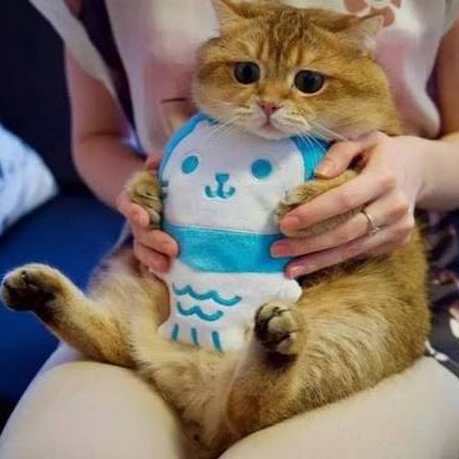 慵懒的橘猫大人 Youtube