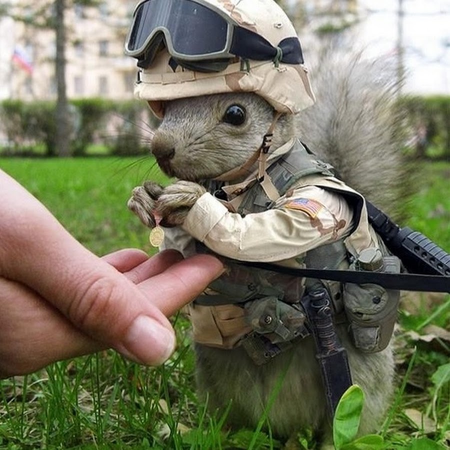 Животные в военной форме