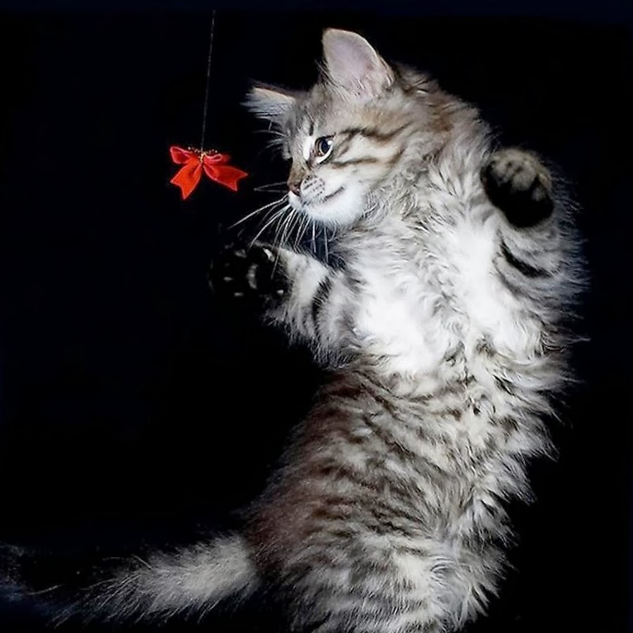 Кот на черном фоне