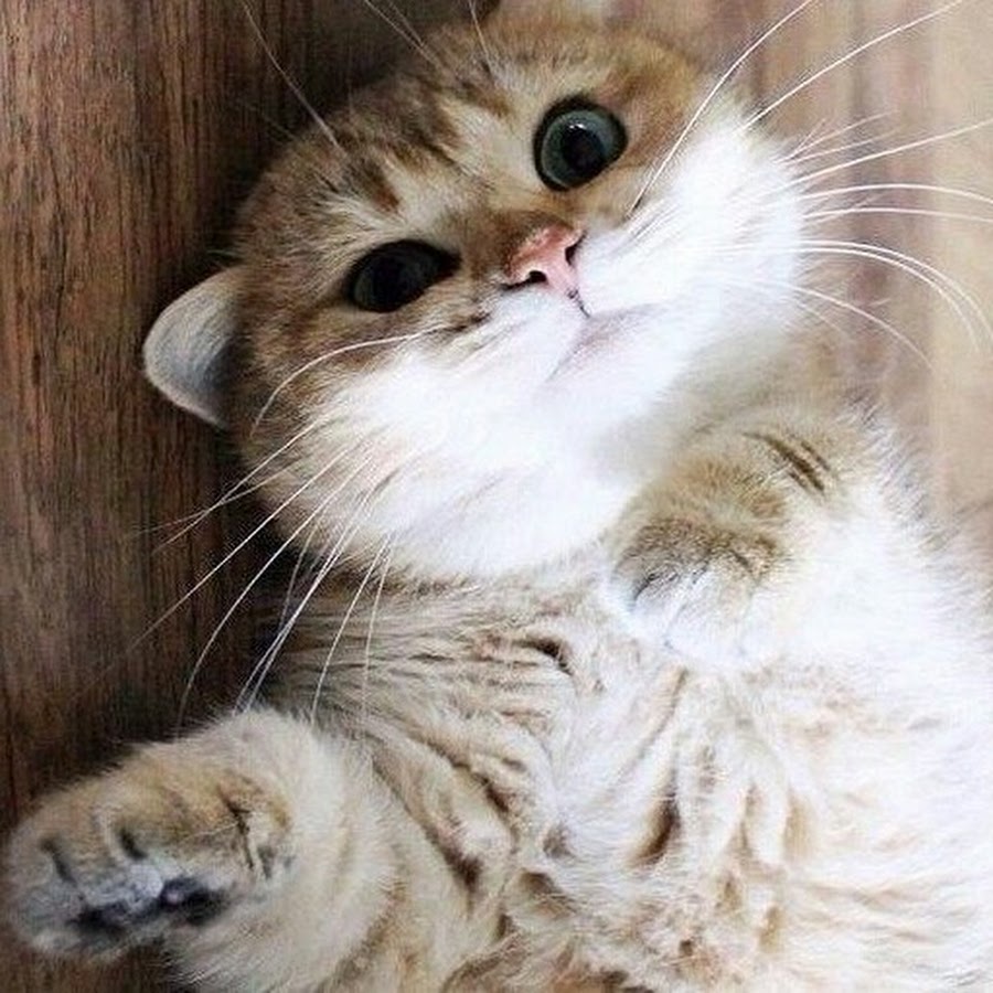 Котик репер