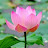 Bev Anderson Avatar