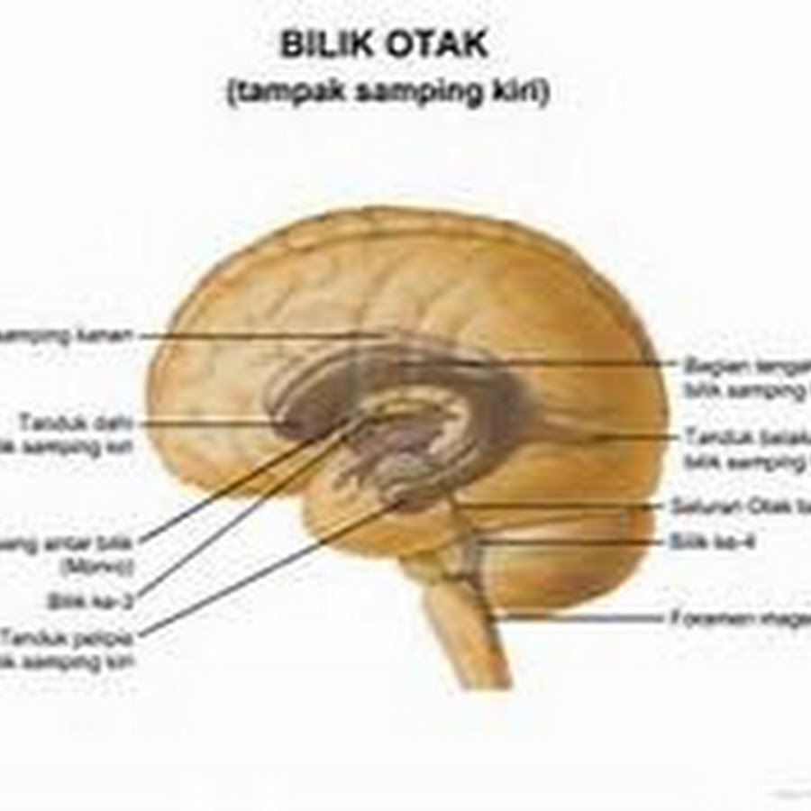 Наш мозг: как из любой ситуации извлекать положительный опыт? Исследования, Само