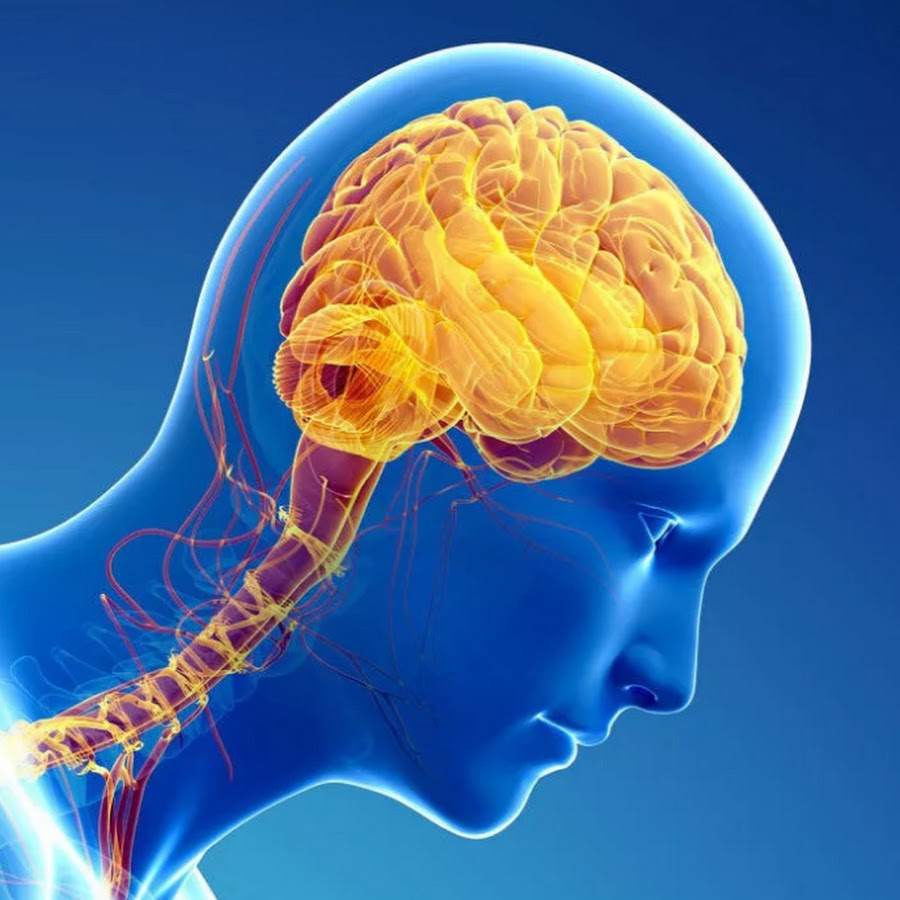 Изображение мозга человека