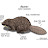friendofbeaver