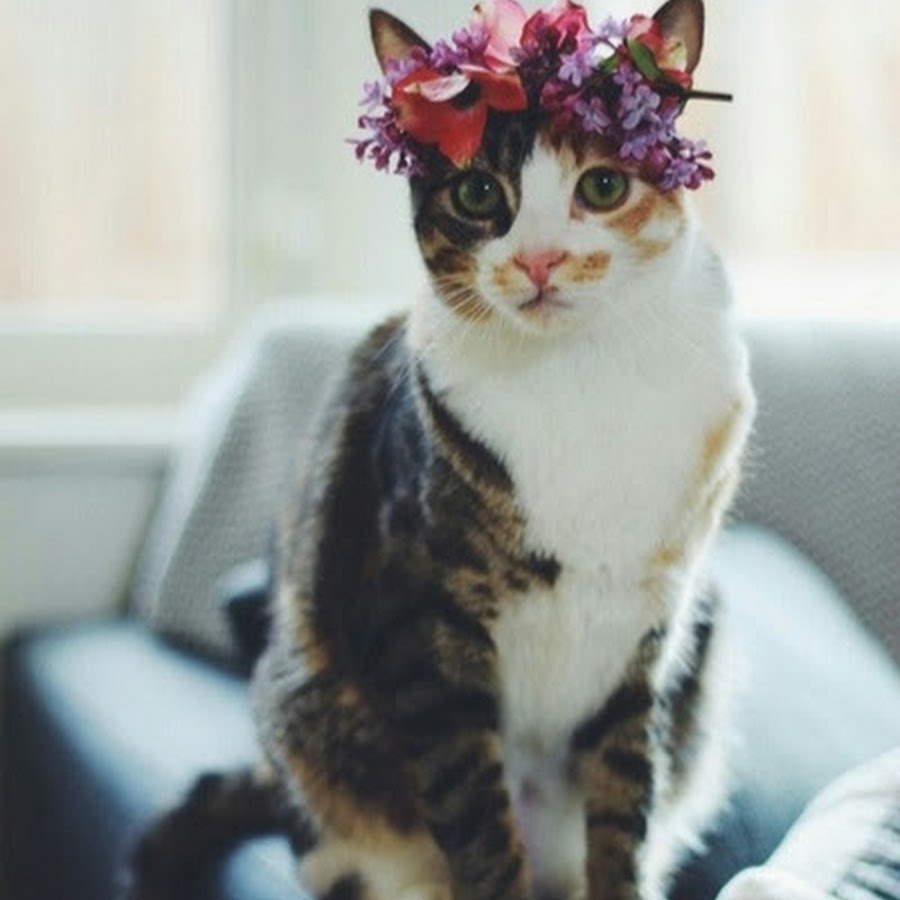 Венок Эстетика на кошке
