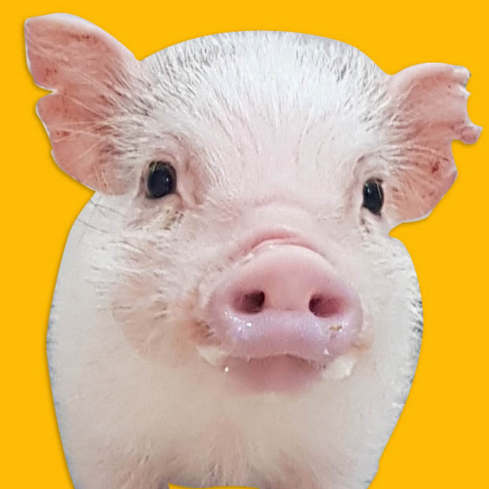 꿀꿀한 냥냥이 GGNN Net Worth & Earnings (2026)